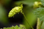 Humulus_lup-neo