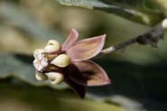 Asclepias_brachy