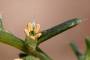 Salsola_trag
