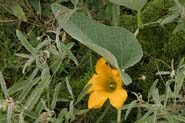 Cucurbit_foet