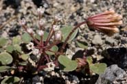 Abronia_turbin