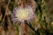 Plectocephalus_am