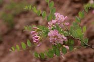 Robinia_neom