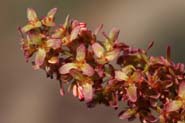 Rumex_hym