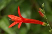 Anisacanthus_wri