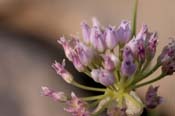 Allium_geyer