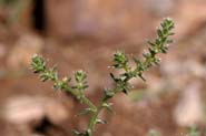 Salsola_trag