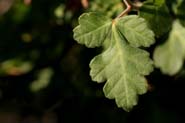 Rhus_tril