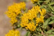 Chrysothamnus_vis