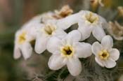 Cryptantha_obl