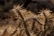 Cylindropuntia_mol