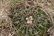 Echinocactus_tex