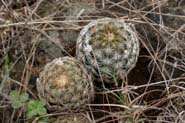 Echinocereus_reic