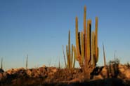Pachycereus_pri