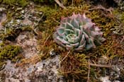 Echeveria_chih