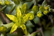 Sedum_spath