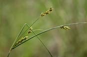 Cyperus_dips