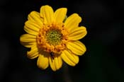Lasianthaea_pod