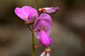 Desmodium_bat