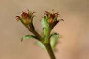 Chorizanthe_brev