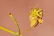 Eriogonum_inf