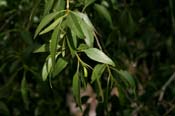Populus_ang