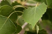 Populus_fre