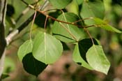 Populus_trem