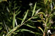 Salix_goodd