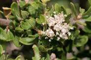 Ceanothus_greg