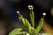Stevia_micra