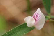 Lathyrus_ariz