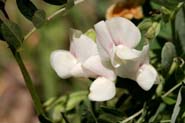 Lathyrus_lans