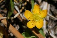 Hypericum_anag